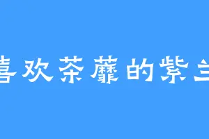 喜欢茶蘼的紫兰
