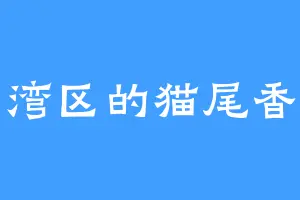 福湾区的猫尾香蒲